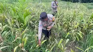 Polsek-Sebatk-Barat-panen-jagung-16062026.jpg