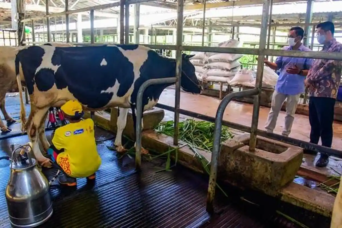 Perlu Dukungan untuk Bangkit pasca Wabah PMK, Swasta Diminta Bantu Peternak Sapi Perah