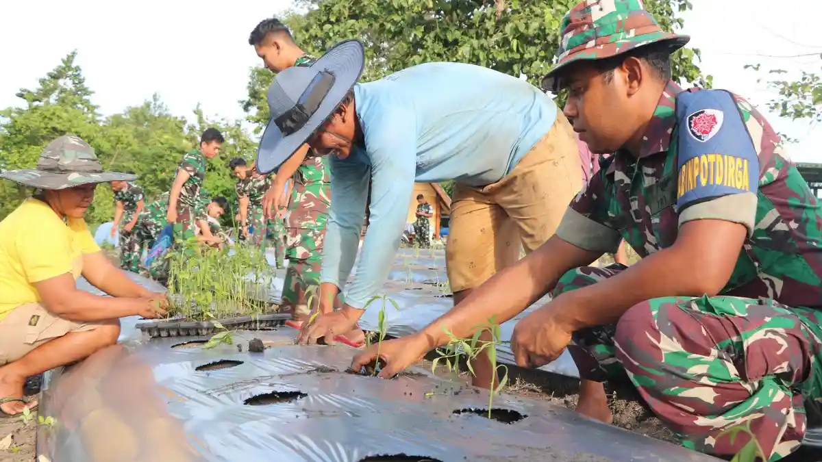 Dukung Ketahanan Pangan Nasional, Lanud Silas Papare Tanam Bibit Cabai