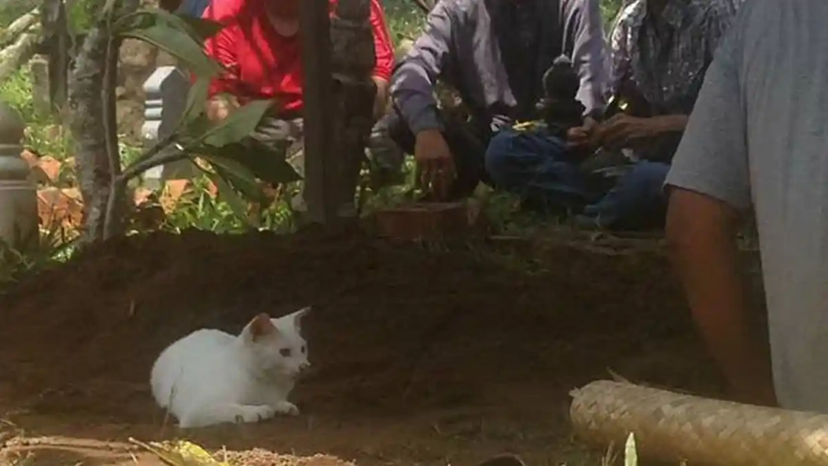 Sedih! Viral Kucing Tak Mau Pergi dari Kuburan Tuannya, Garuk Tanah Seperti Tak Rela Ditinggal