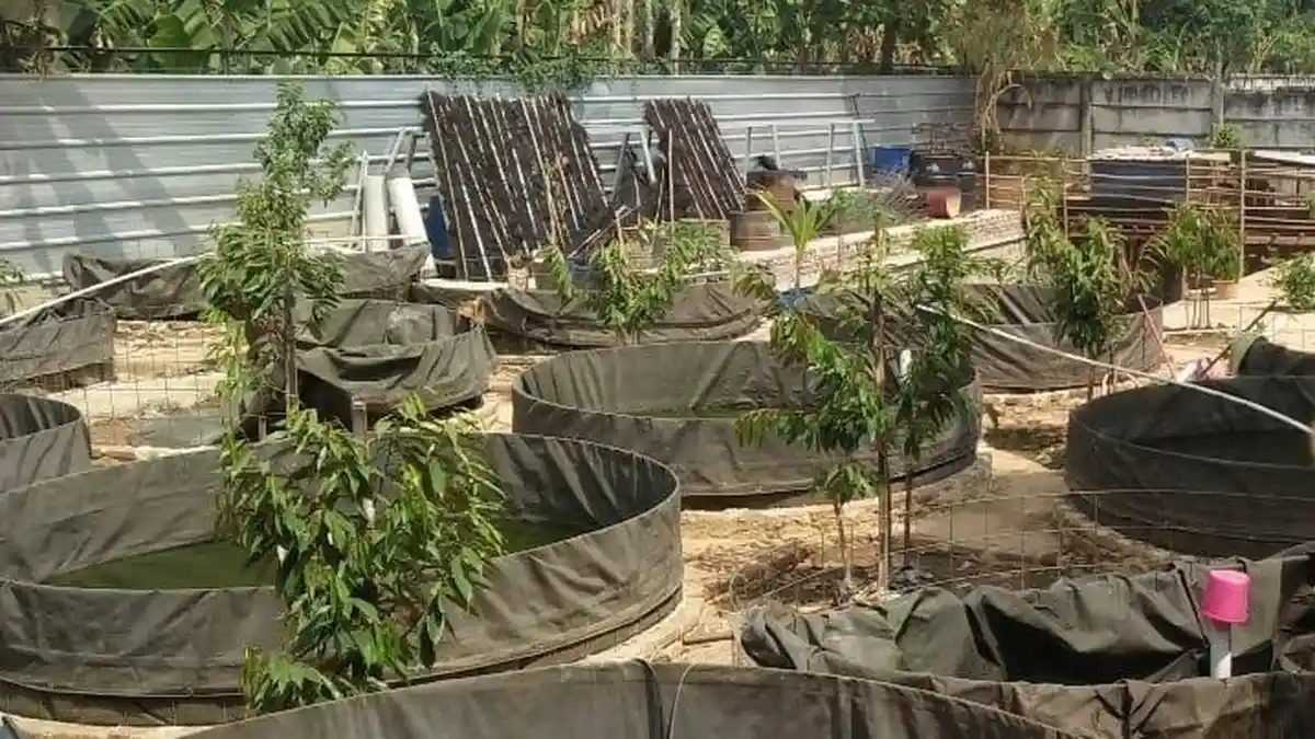 Listrik Padam, Pengusaha Budidaya Lele di Ciledug Rugi Puluhan Juta