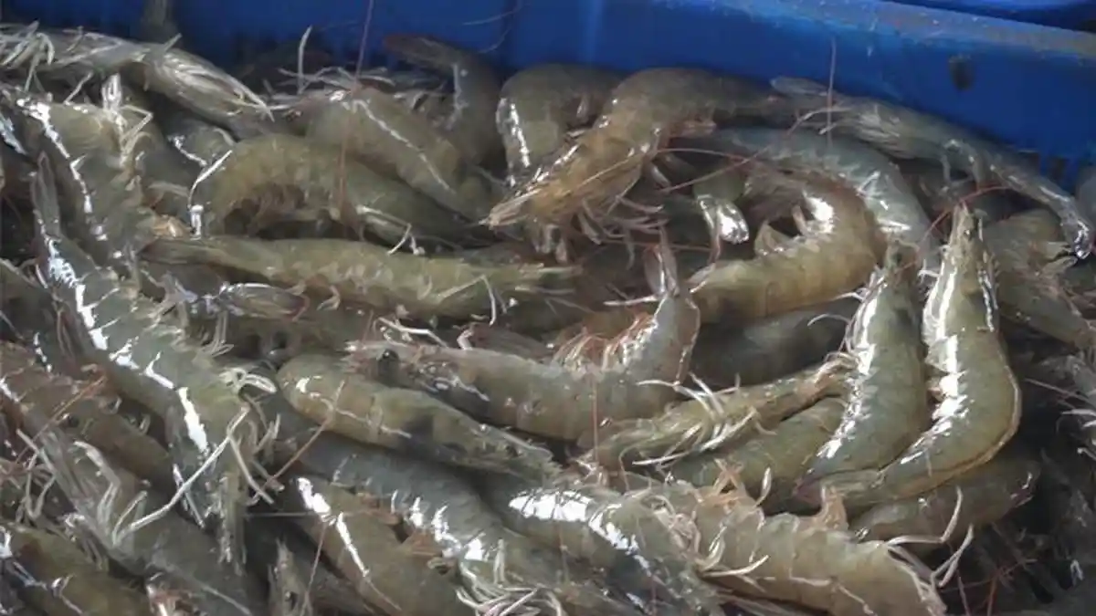 KKP Siap Jadikan Aceh Timur Sebagai Daerah Produsen Udang Vaname