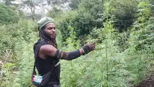 Lahan-ganja-di-Papua.jpg