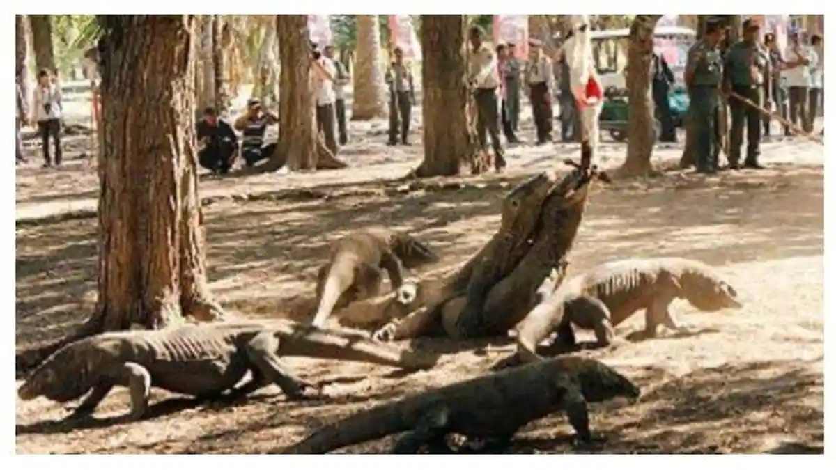 31 Orang Digigit Komodo, Begini Trik Sederhana Melarikan Diri Saat Dikejar Hewan Raksasa Ini