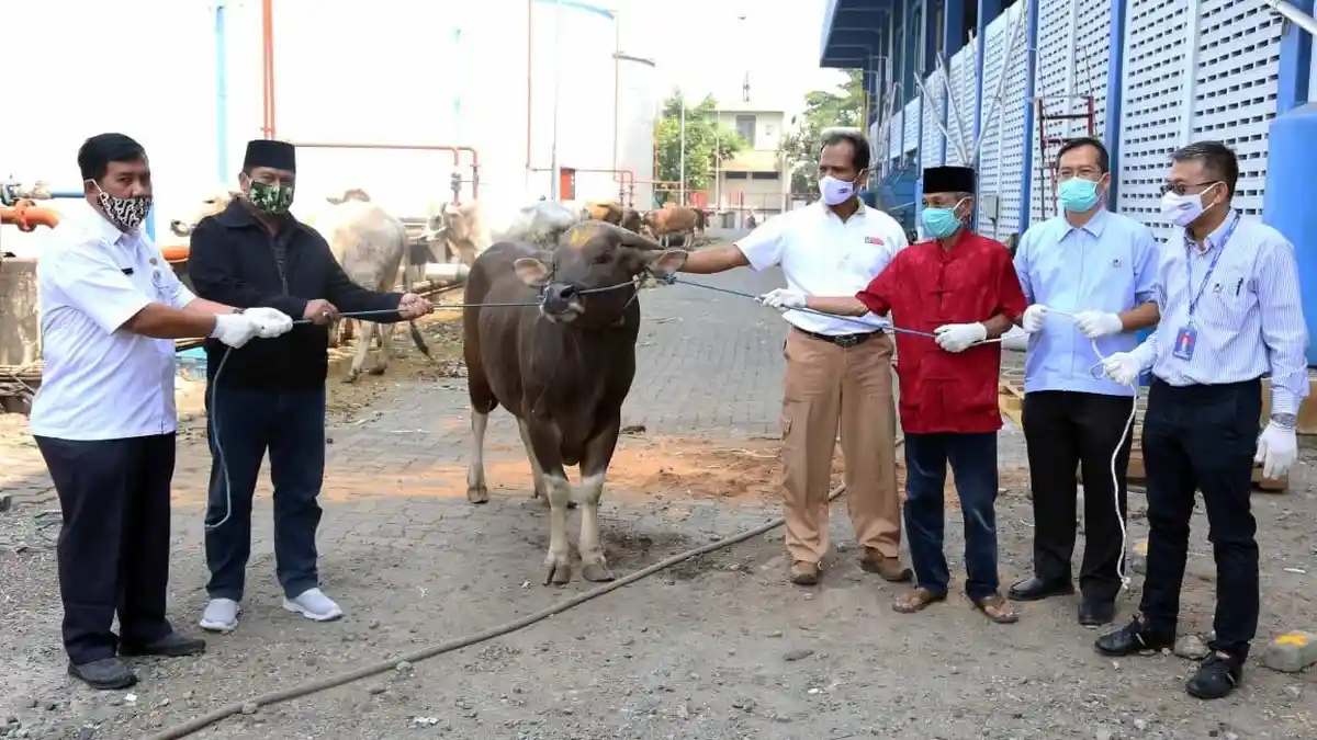 4 Pabrik Bogasari Bagikan Hewan Kurban