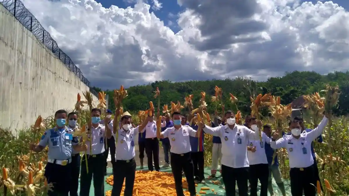 Kadiv PAS Kemenkumham Lampung Panen Raya Jagung di Lapas Way Kanan