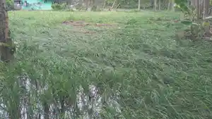 Lahan-padi-dan-jagung-milik-warga-petani.jpg