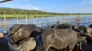 KERBAU-RAWA-di-Kecamatan-Banjang-Kabupaten-Hulu-Sungai-Utara-yang-menjadi-data-tarik-wisata.jpg