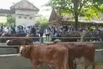 Perputaran-Uang-Bisa-Tembus-Miliaran-RupiahPasar-Hewan-Ambarketawang-Menggeliat-Jelang-Iduladha.jpg