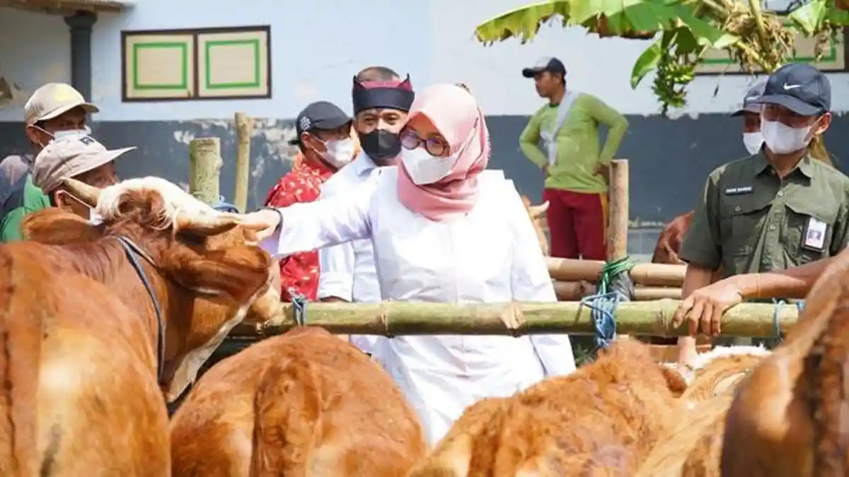 Antisipasi Wabah PMK, Banyuwangi Gencarkan Surveilans dan Bagikan Vitamin Gratis ke Ternak