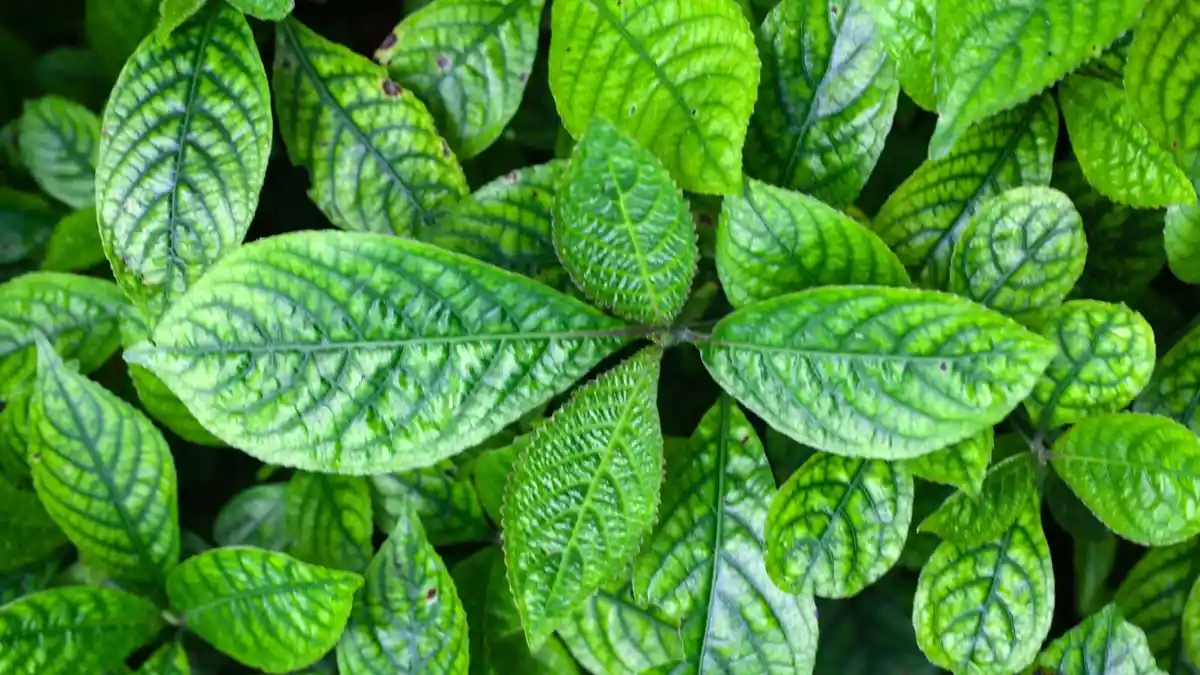 Tumbuh Subur di Gorontalo, Daun Ini Tak Tahunya Bisa Bunuh Nyamuk Malaria