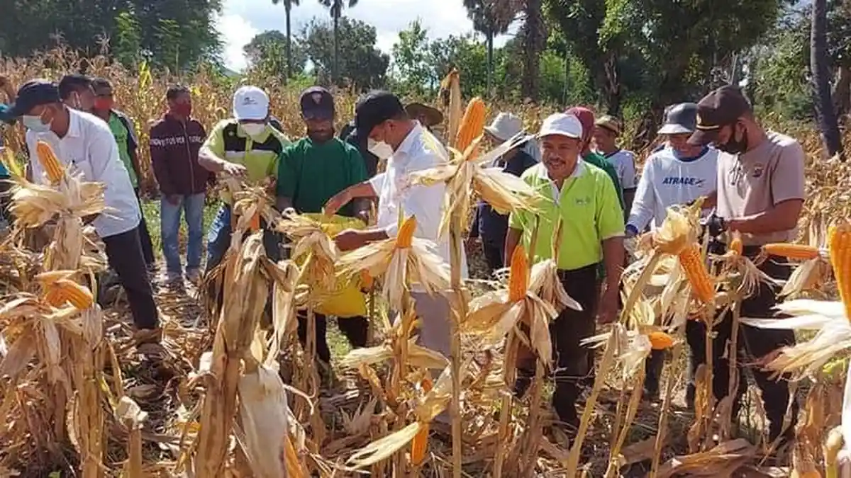Wujudkan Revolusi Pertanian di Flotim, Bupati Antonius Gege Hadjon Panen Raya Jagung di Titehena