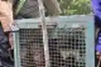 Pelepasliaran Orangutan