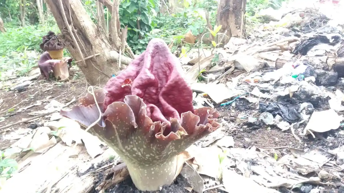 Warga Kota Serang Digegerkan Penemuan Bunga Bangkai