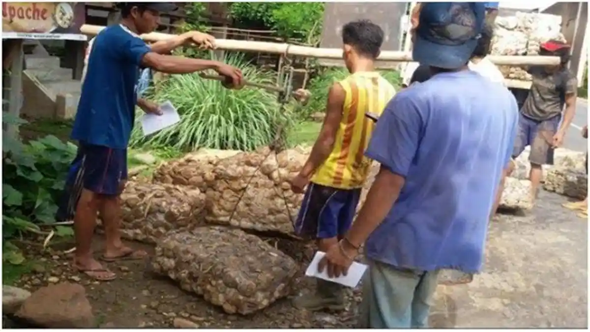 Info Harga Karet Sumsel Hari Ini, Akhir Pekan Harga Karet KKK 100 Persen Turun Rp 28 per Kg