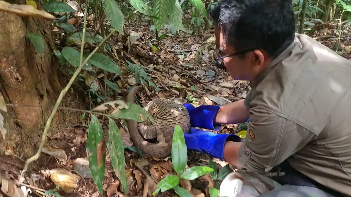 Tenggiling Dilepasliarkan ke TNGL, Sebelumnya Diamankan Warga