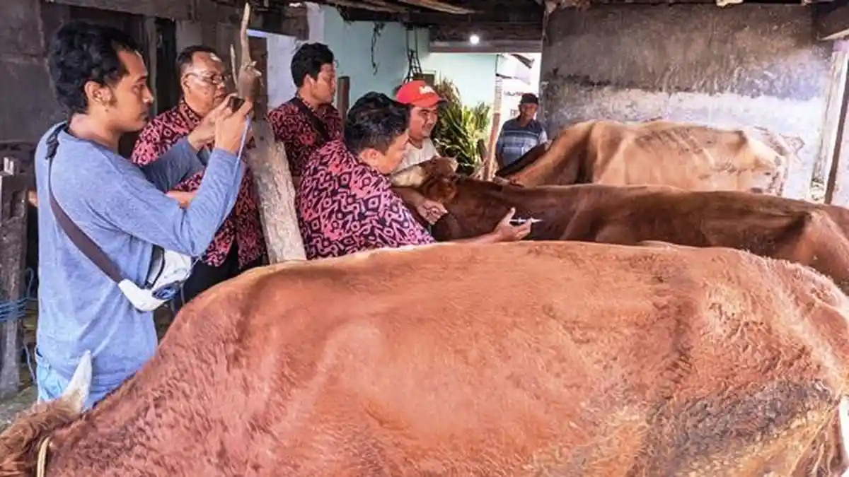 Jelang Idul Adha, Dinas Pertanian dan Pangan di Kudus Gencarkan Vaksinasi PMK