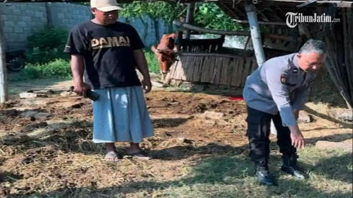 Aksi Pencurian Sapi di Situbondo Resahkan Warga, Pelaku Ambil Daging dan Sisakan Tulang