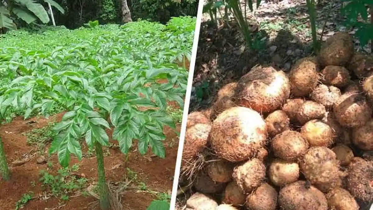 Apa Itu Porang? Tanaman yang Harganya Mahal, Berikut Manfaatnya