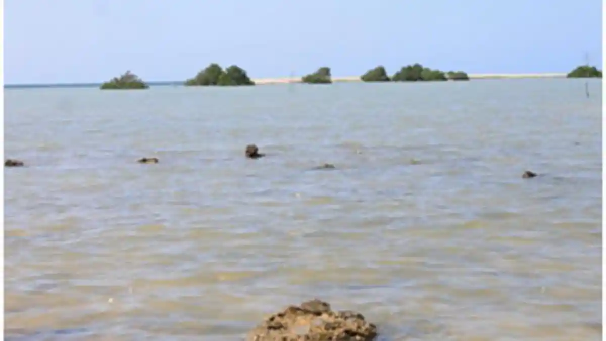 Pulau Tiban Ini Mendadak Muncul di Madura