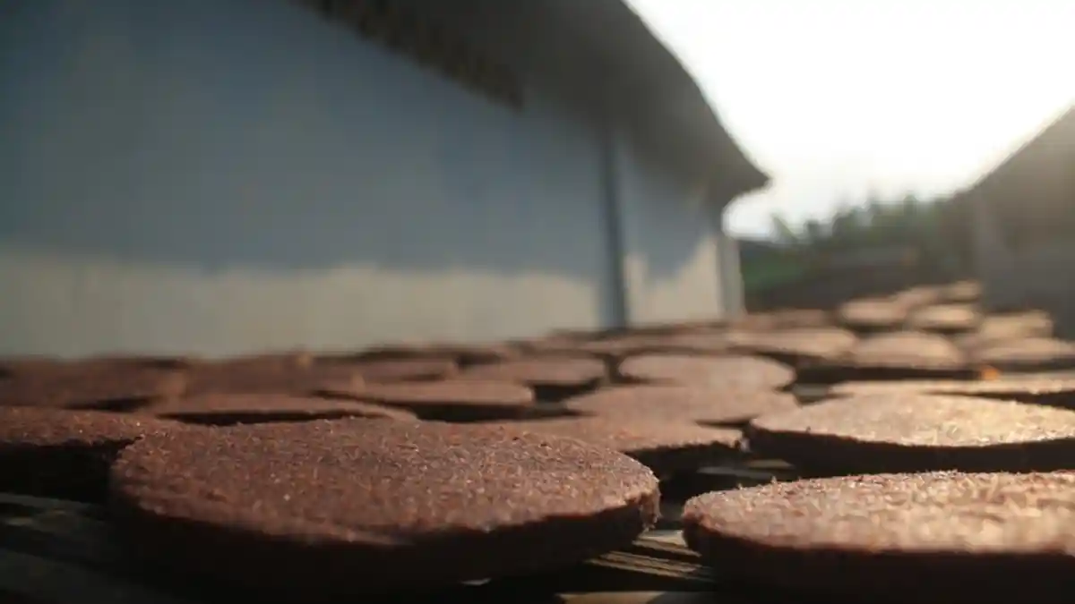 Ada Industri Rumahan Penghasil Terasi Rebon dan Emping Cuplis di Lampung