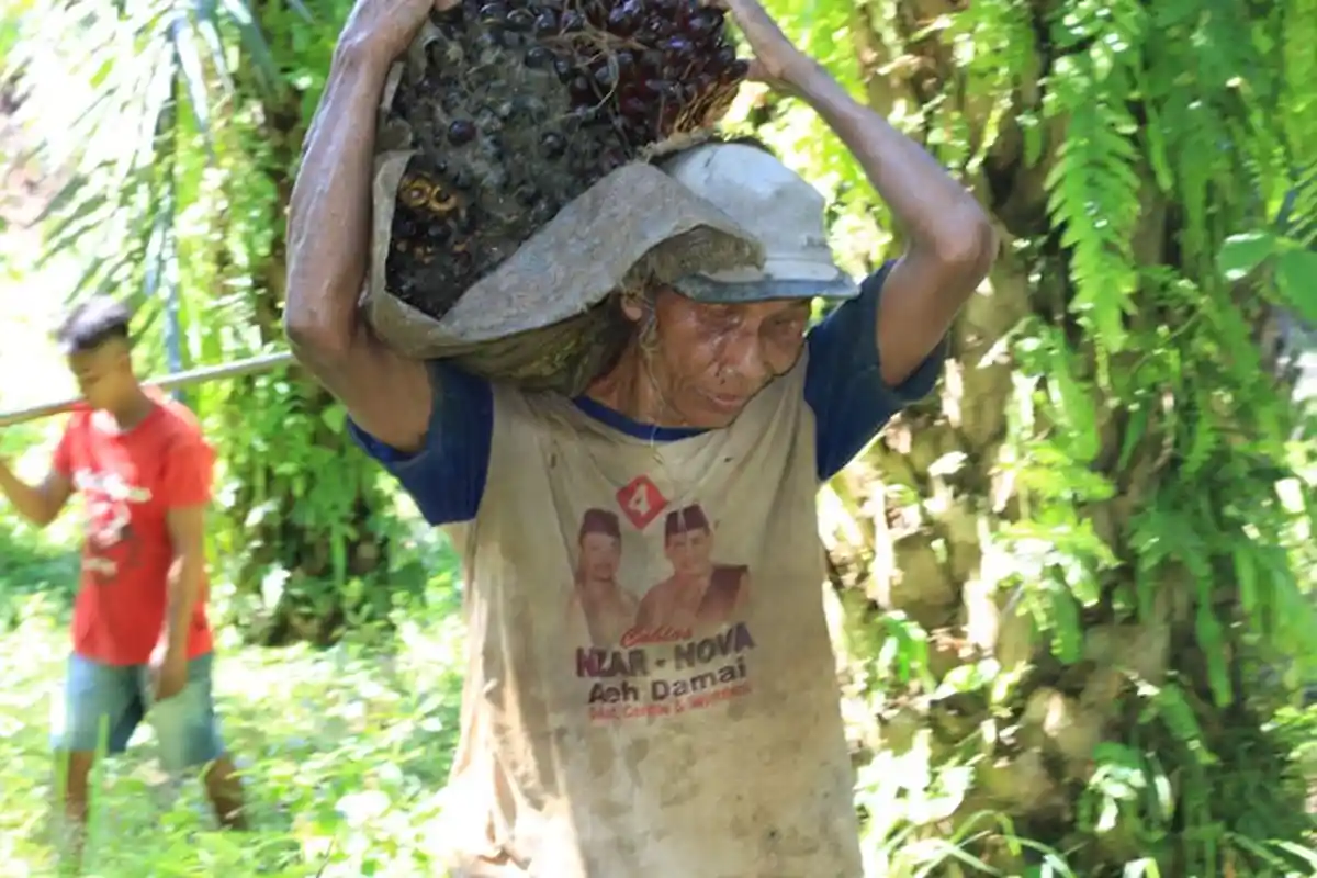Kisah Kakek Rasmito, Tuna Netra di Subulussalam yang Bekerja Mengupah Memikul Kelapa Sawit