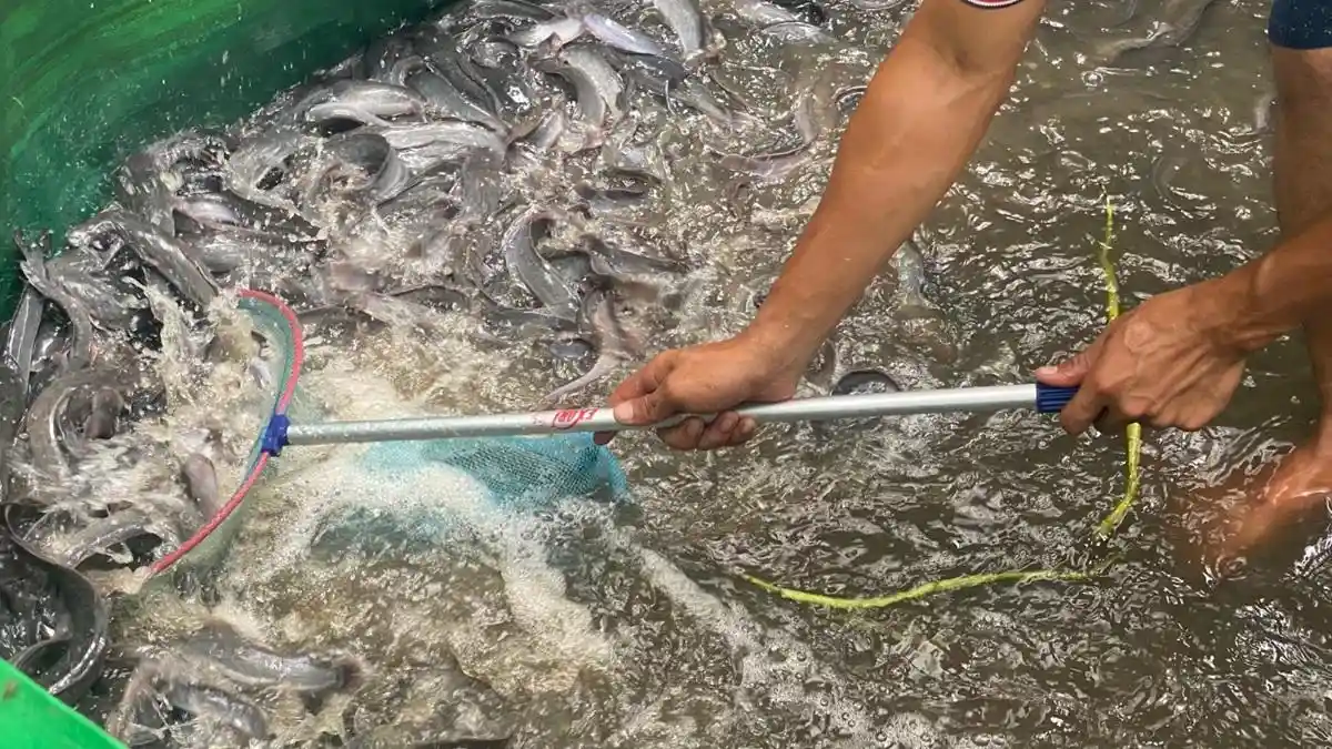 Warga Binaan Lapas Meulaboh Aceh Barat Panen 358 Kilogram Lele, Hasil Penjualan Jadi Premi Kerja - Serambinews.com