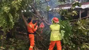 petugas-damkar-kota-tangsel-melakukan-evakuasi-terhadap-pohon-tumbang.jpg