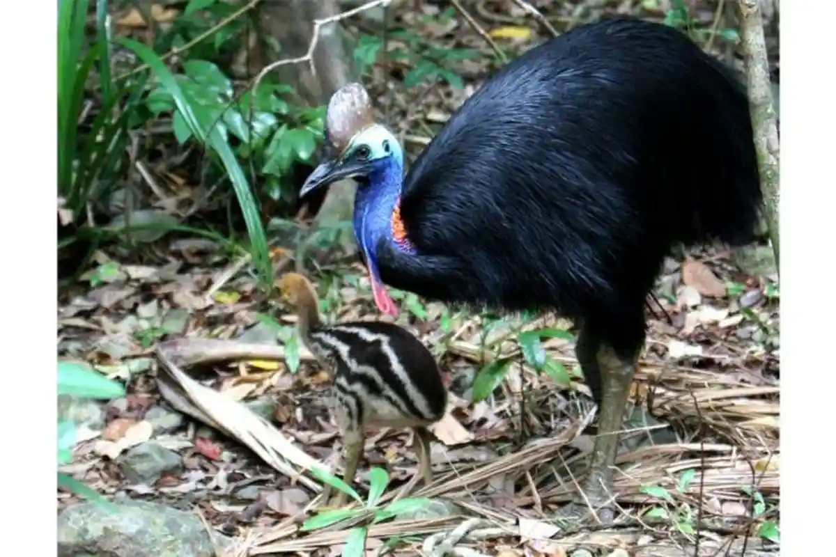 Mengejutkan! Inilah 5 Burung Paling Berbahaya bagi Manusia! Suka Tendang Orang hingga Terluka!