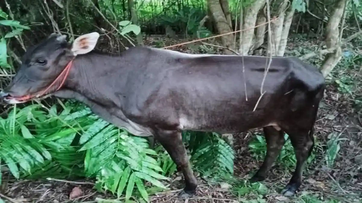 MISTERI Sapi Jantan Hitam yang Terikat di Belakang Rumah Warga Tanjung Lubuk OKI, Ini Kata Polisi!