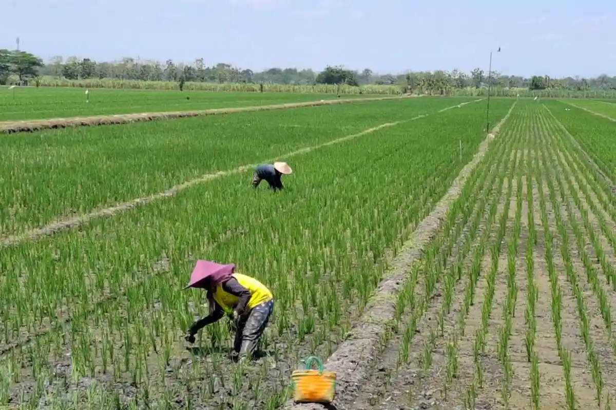 Luas Tanam Padi di Madiun Menyusut di Angka 24.000 Hektar, Puncak Musim Kemarau Jadi Pemicu