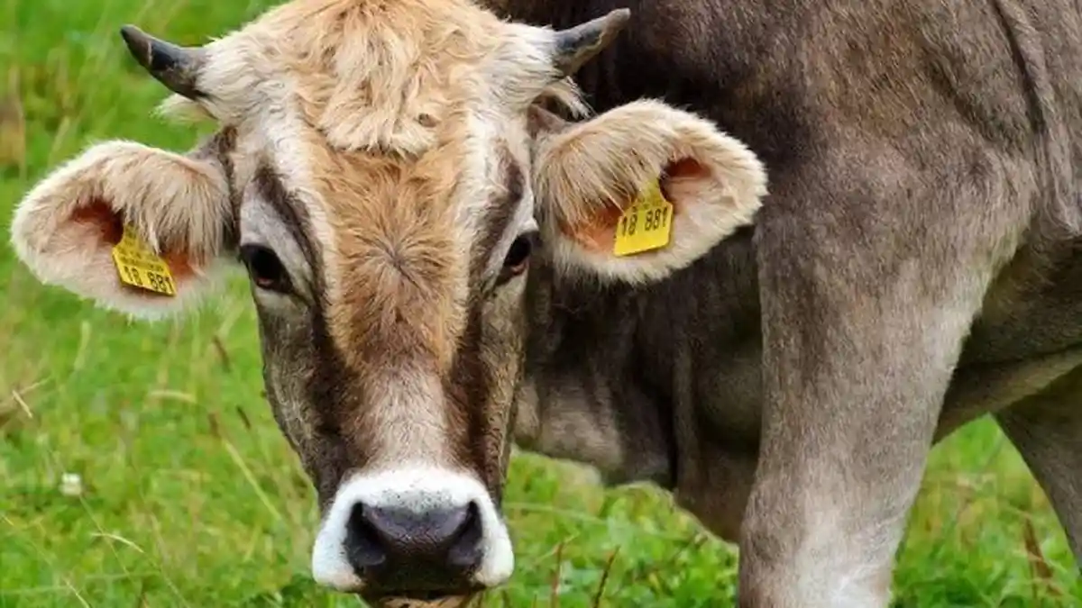 Sapi Kurban Ngamuk hingga Rusak Pelaminan di Purwokerto, Calon ...