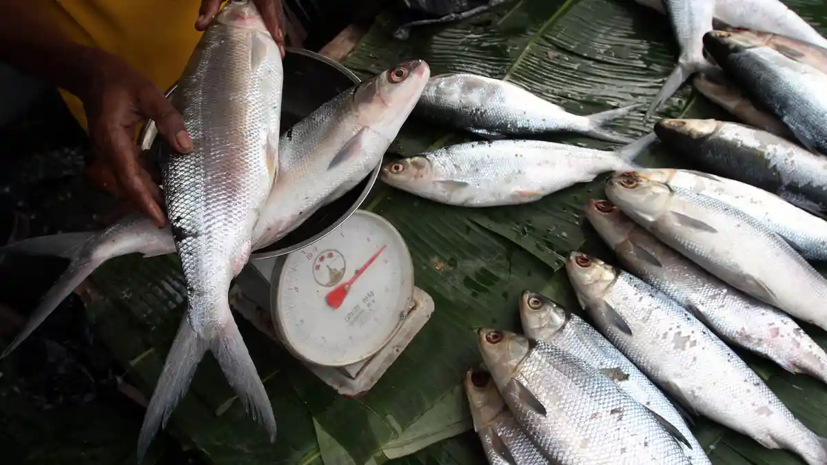 Biasa Disajikan Saat Imlek, Ini Cara Memilih dan Mengolah Ikan Bandeng