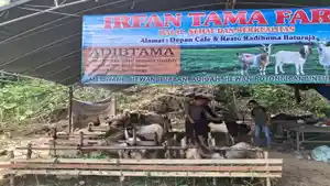 Daya-Beli-Menurun-Pedagang-Hewan-Ternak-di-OKU-Terdampak-Jelang-Iduladha-Pembeli-Minim.jpg
