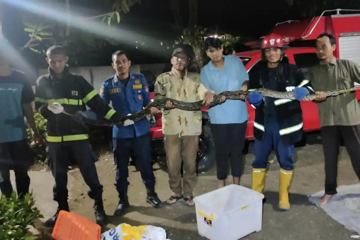 Ular Piton Sepanjang 3 Meter Sembunyi di Plafon Rumah Warga di Padang