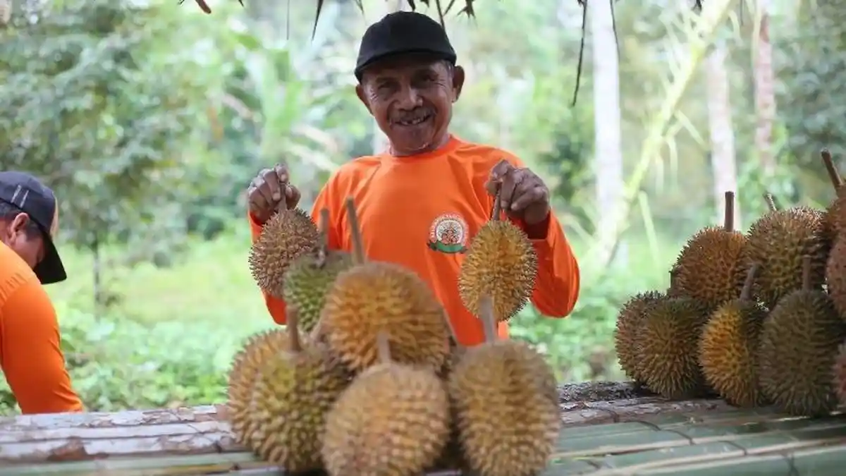 PLN UID Jatim Ikut Kembangkan Sentra Wisata Durian Khas Banyuwangi