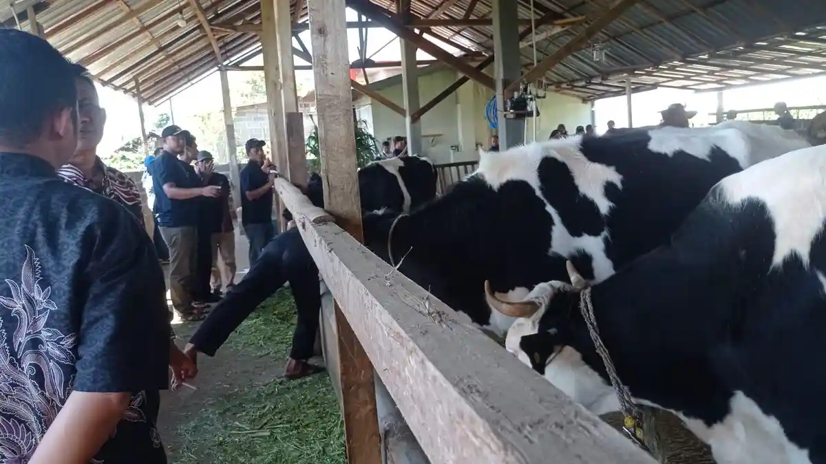 Petani Teh Desa Pacet Reban Batang Beralih Beternak Sapi Perah Karena Lebih Menguntungkan