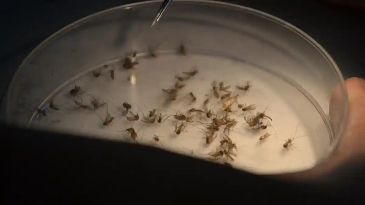 Sudah Masuk Musim Penghujan, Warga Diimbau Waspadai DBD