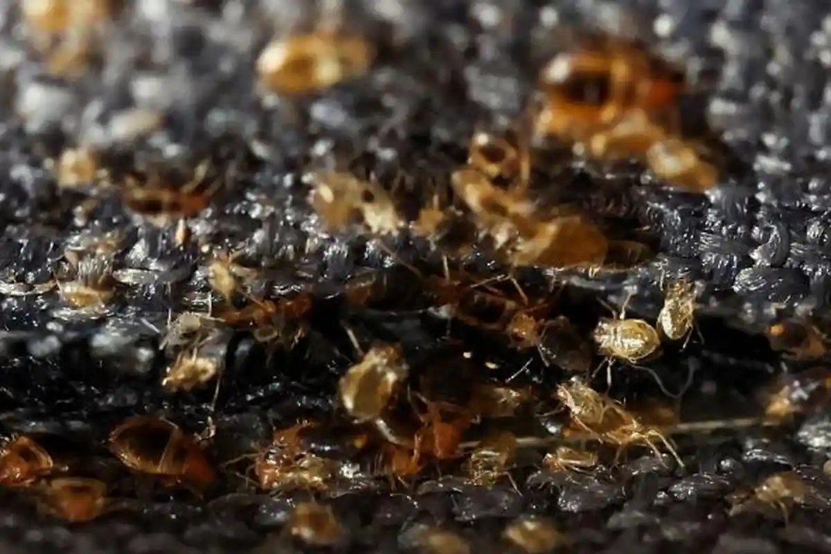 Basmi Kutu Busuk, Pemerintah Korea Selatan Bentuk Tim Khusus dan Siapkan Dana Rp 5,9 M