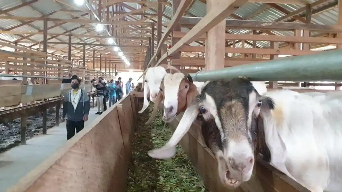 Antisipasi Penyakit Mulut & Kuku Masuk Bulungan, Pengawasan Hewan Ternak Diperketat dari Luar Daerah