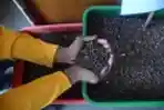 Pemkot Surabaya Mengelola Sampah Organik dengan Larva