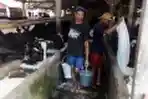 Geliat Peternak Sapi Perah Pondok Ranggon di Masa Pandemi