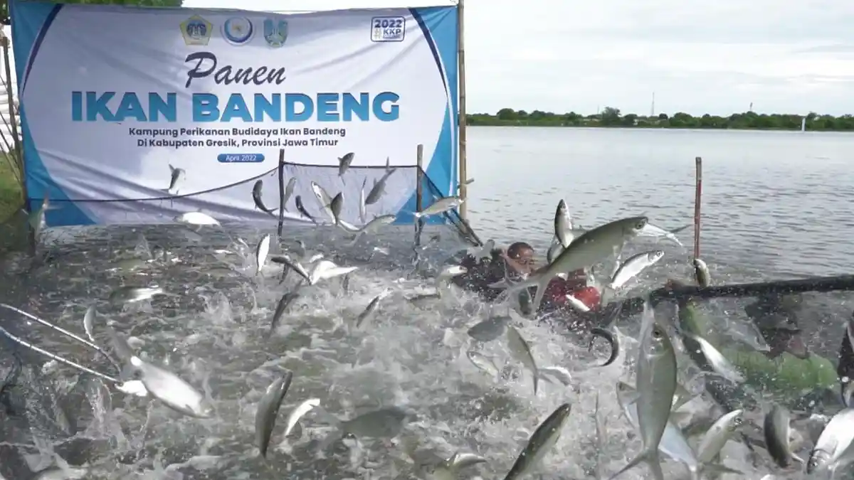 Bandeng Asal Kampung Budidaya Gresik Juara Kontes dan Menguntungkan Pembudidaya Jelang Lebaran