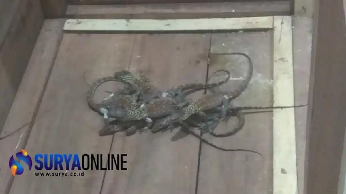 Kebun Binatang Surabaya Berhasil Menetaskan 11 dari 28 Butir Telur Komodo