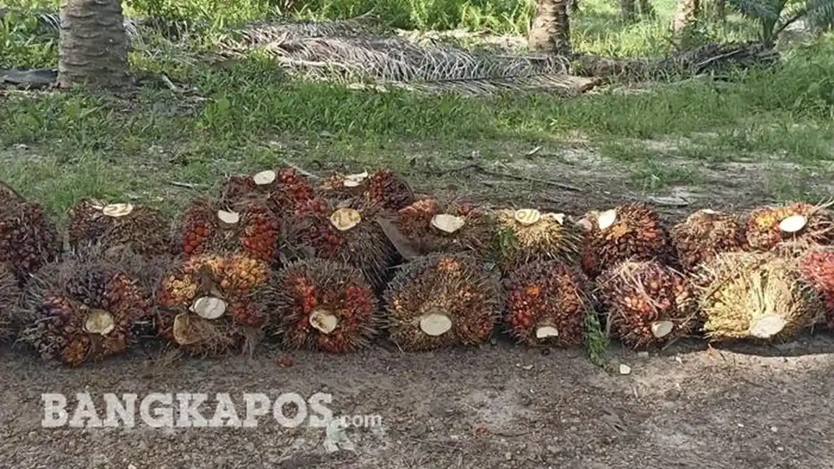 Harga TBS Sawit Petani Basel Naik hingga Rp2.578 per Kg, Ini Faktornya