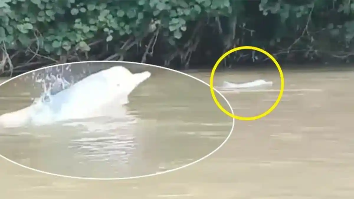 2 Ekor Lumba-lumba Muncul di Sungai Kualuh Labura, Sumut. Warnanya Putih