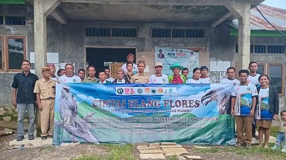 Konservasi Elang Flores di Kawasan Bentang Alam Mbeliling Wajib Dilakukan