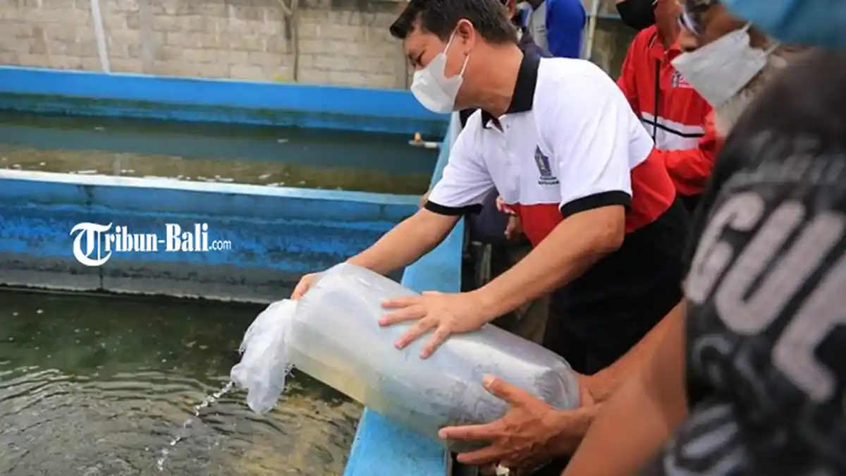 Terbukti Mampu Bertahan di Masa Pandemi, Pemkab Klungkung Bantu 60 Ribu Bibit Lele untuk Budidaya