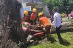 Diterjang-Angin-Kencang-Pohon-Akasia-Besar-Tumbang-Timpa-Motor-di-Bandar-Lampung.jpg