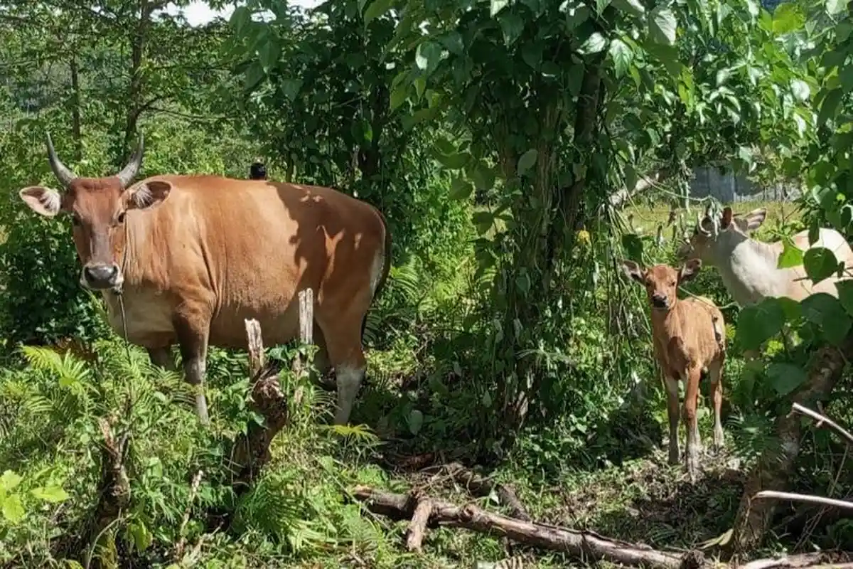 Pedagang Ngeluh Penjualan Sapi Kurban di Mamuju Lesu Jelang Idul Adha